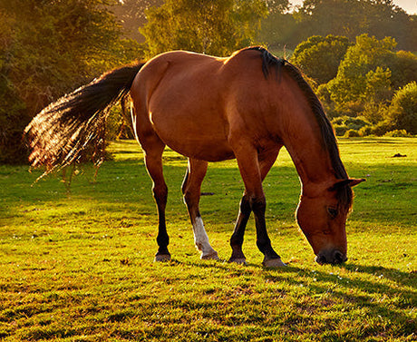 Curiosità dello stomaco del cavallo: un focus sulle ulcere gastriche