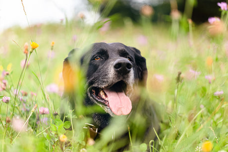 Gel Decongestionante all'Arnica: un aiuto per i cani anziani
