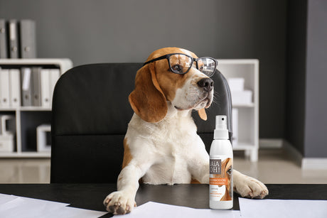 Spray Assorbiodori al Patchouly: Bau-Blog per togliere gli odori