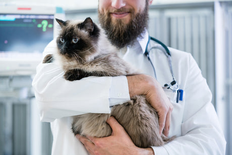 Acqua Aromatica Fiordaliso per occhi: i consigli del veterinario