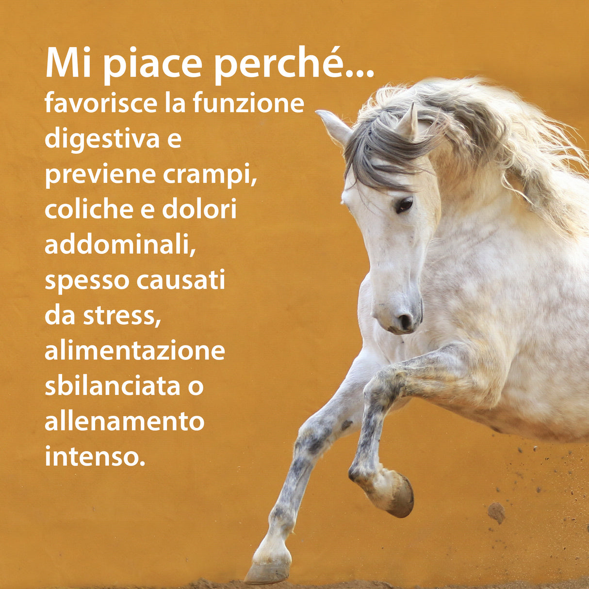 STOMACH TINTURA - Supporto naturale per la digestione e il benessere gastrico del cavallo