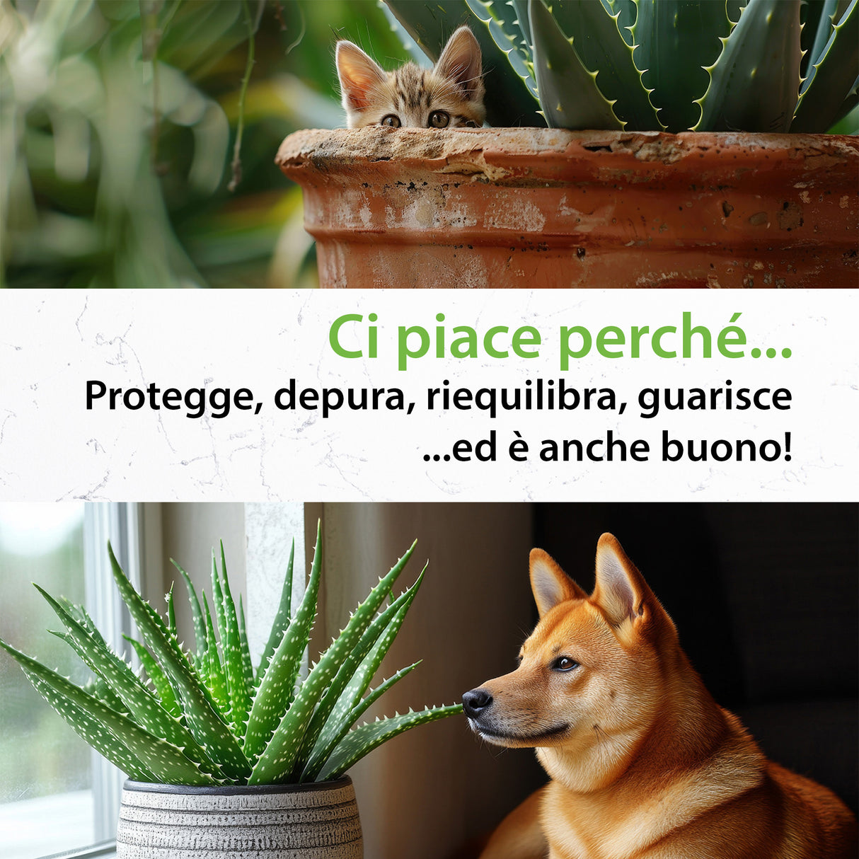 SALUS VET DEPURATIVO