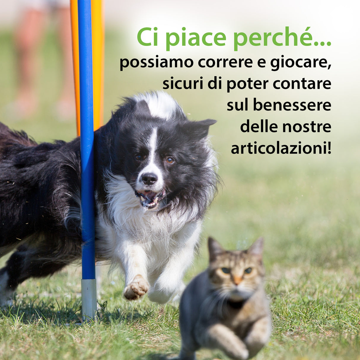 ARTI VET BENESSERE ARTICOLAZIONI