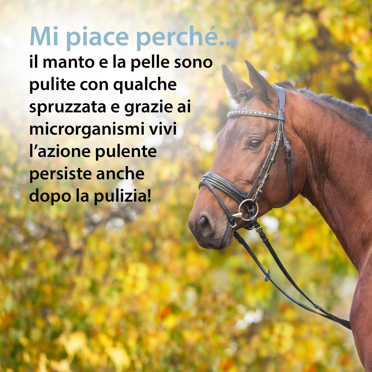 ArgoLine DERMA BALANCE CON MICRORGANISMI VIVI Spray senza risciacquo per il Cavallo