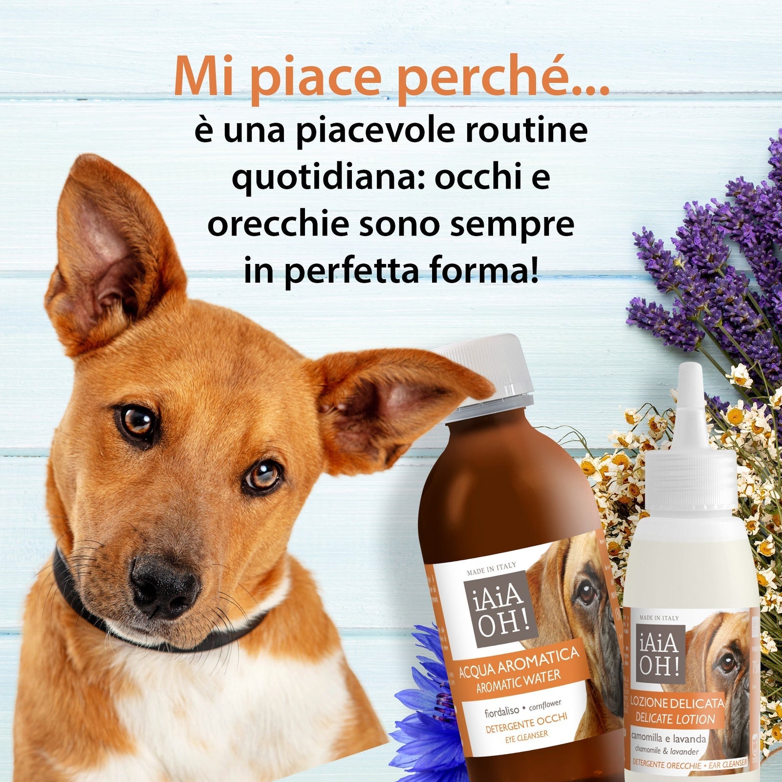 CANE - OCCHI & ORECCHIE PACK