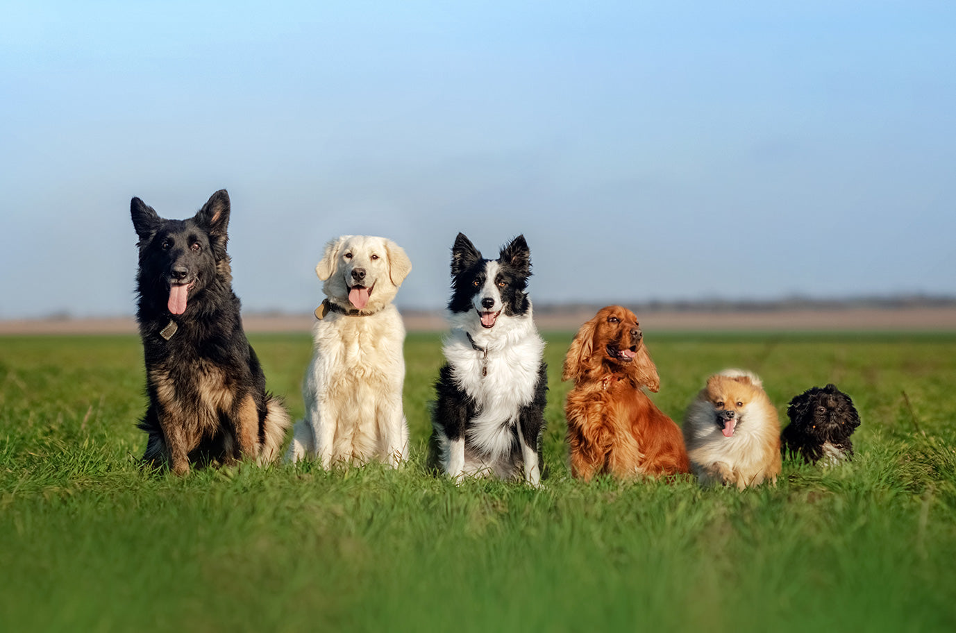 Shampoo Spray senza risciacquo: i cani lo adorano!