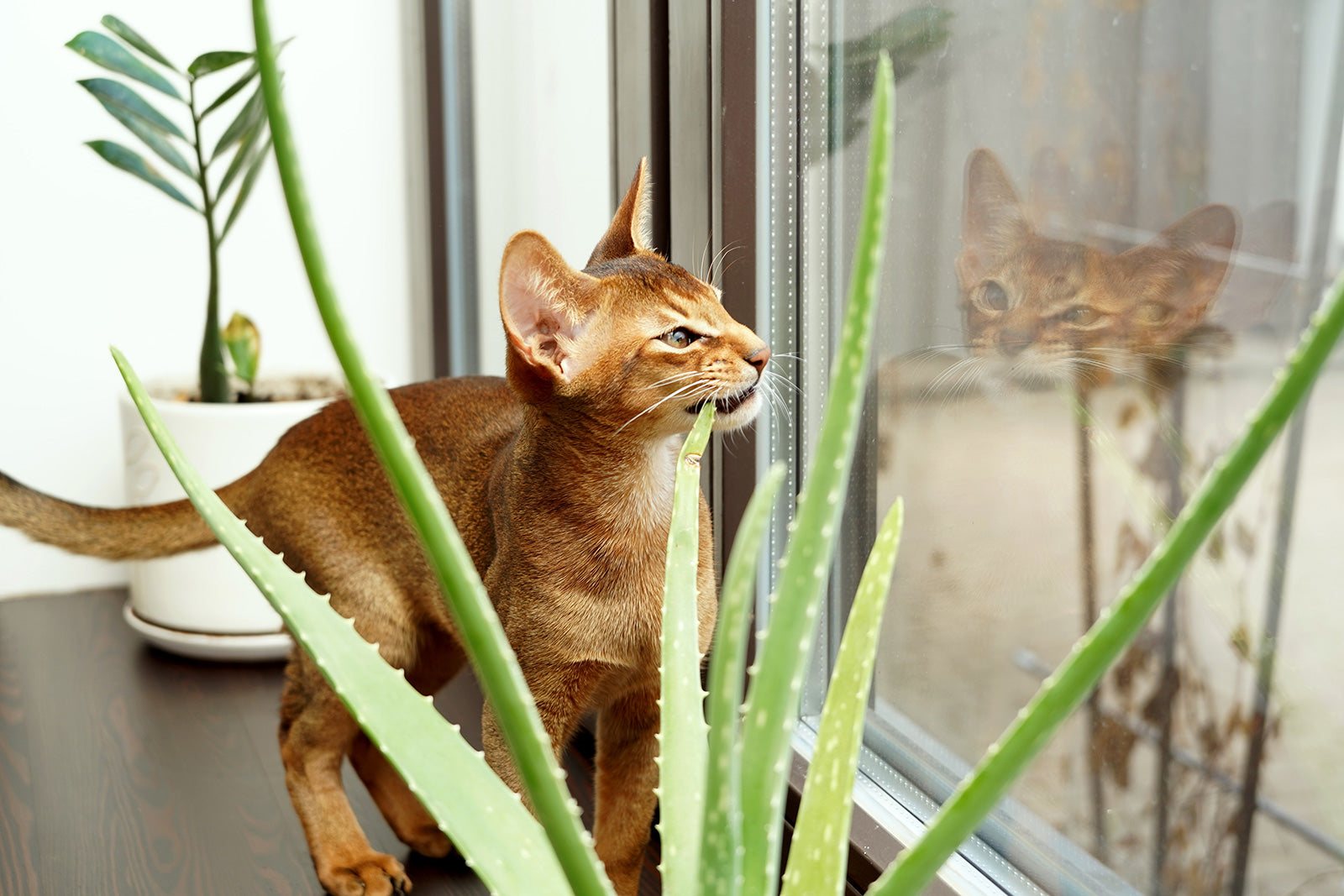 Gel Lenitivo all'Aloe Vera: i gatti ne vanno matti