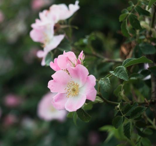 Rosa Mosqueta