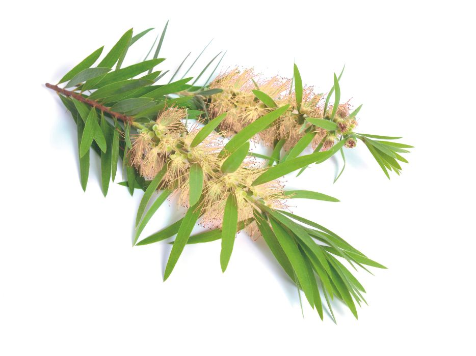 Tea Tree