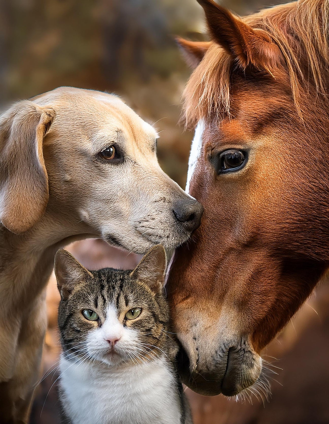 Gatto e Cavallo (+ FitoLine): amici per la pelle! 🐱🐴