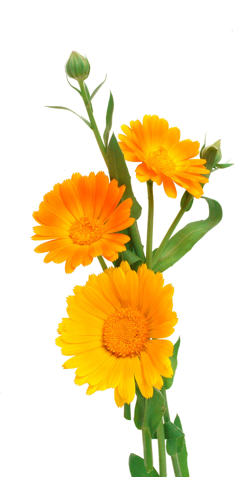 Calendula