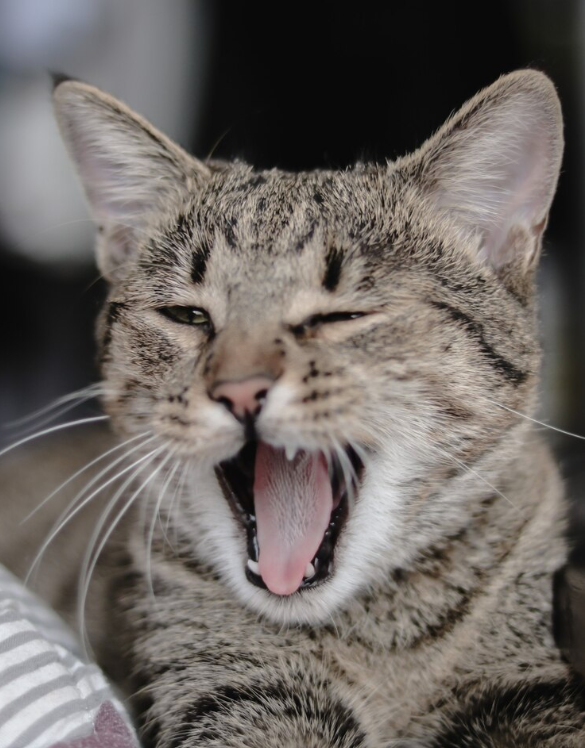 Bocca e cavo orale per gatto