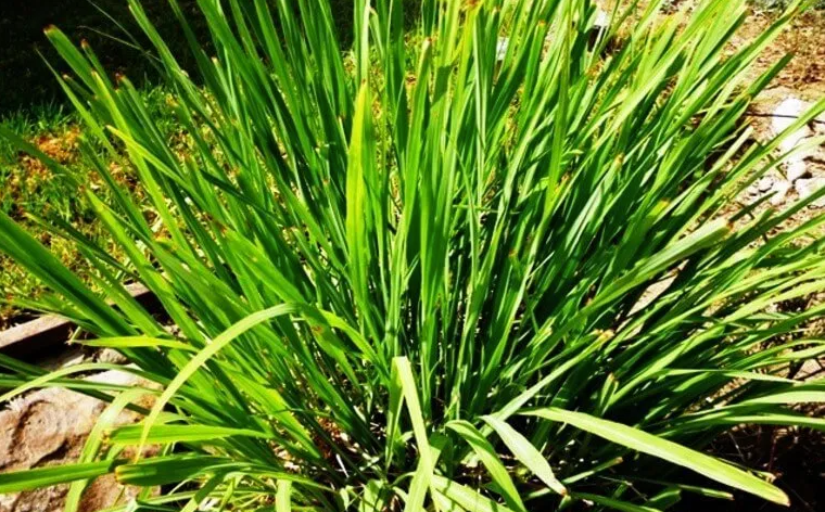 Citronella