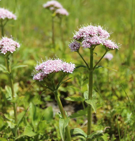 Valeriana