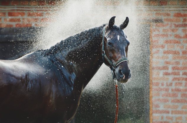 Igiene Cavallo