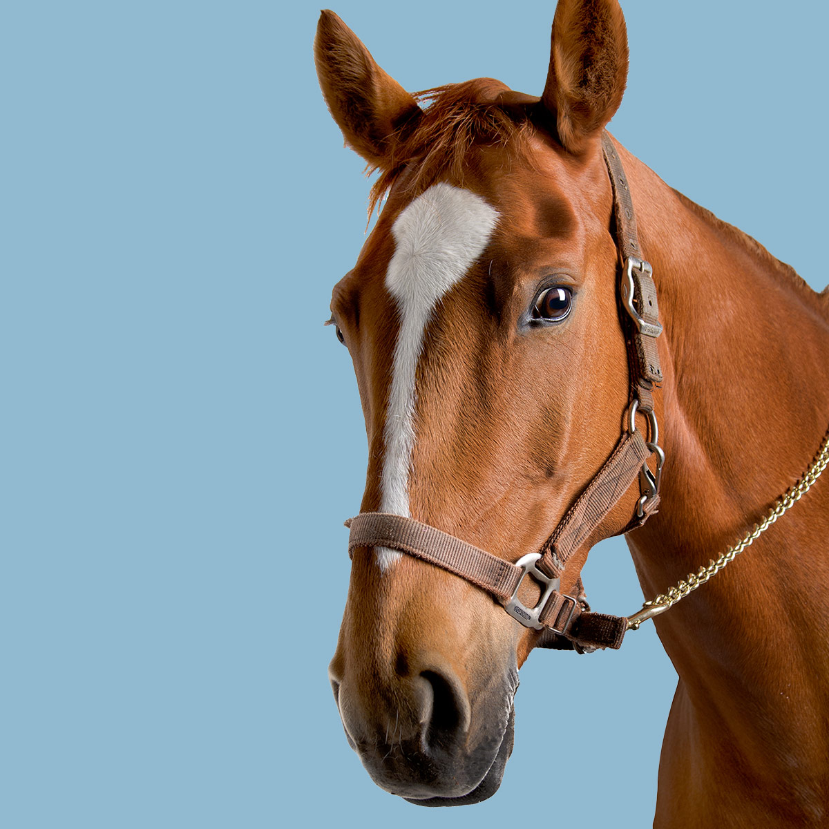 Cavallo
