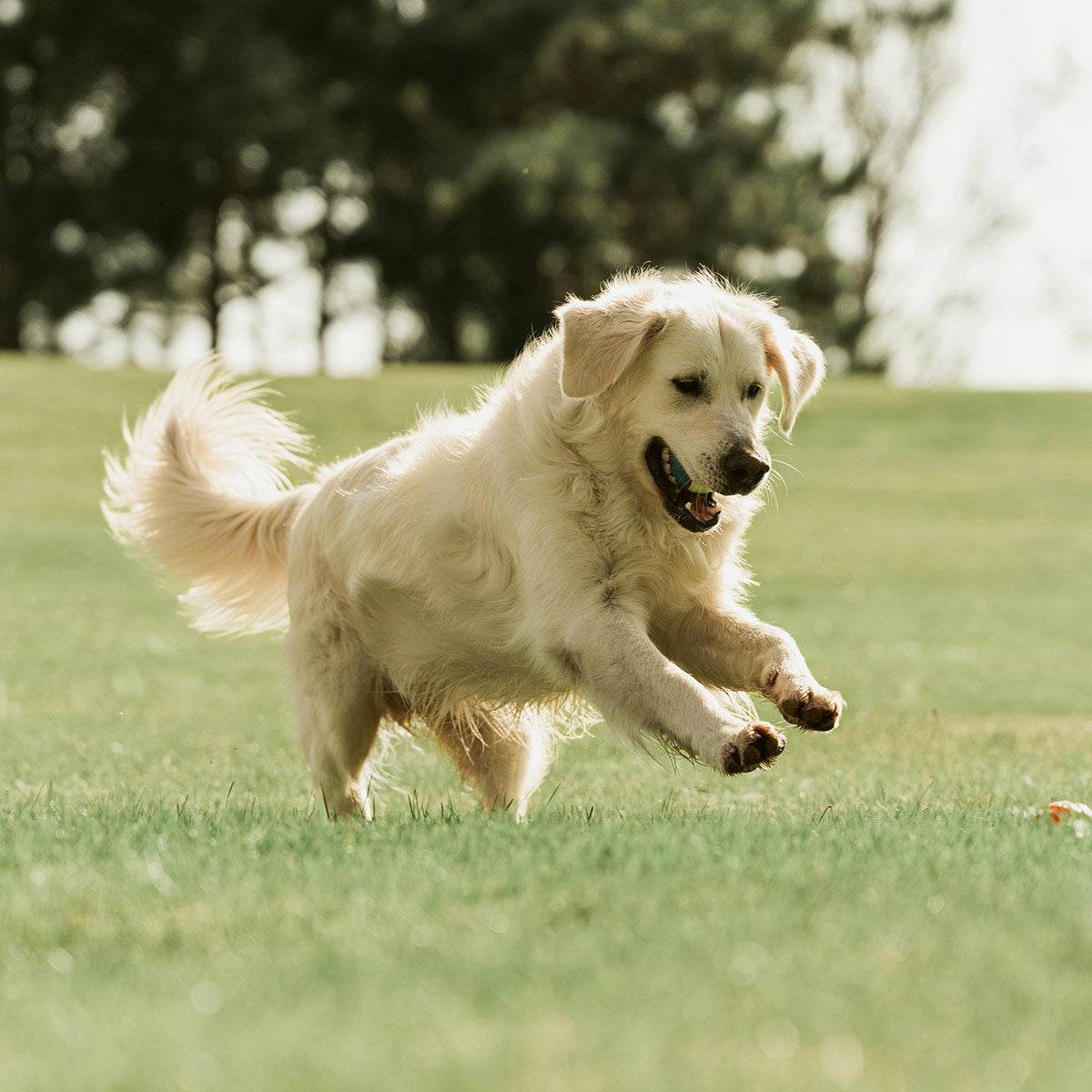 Stress, ansia e iperattività cane