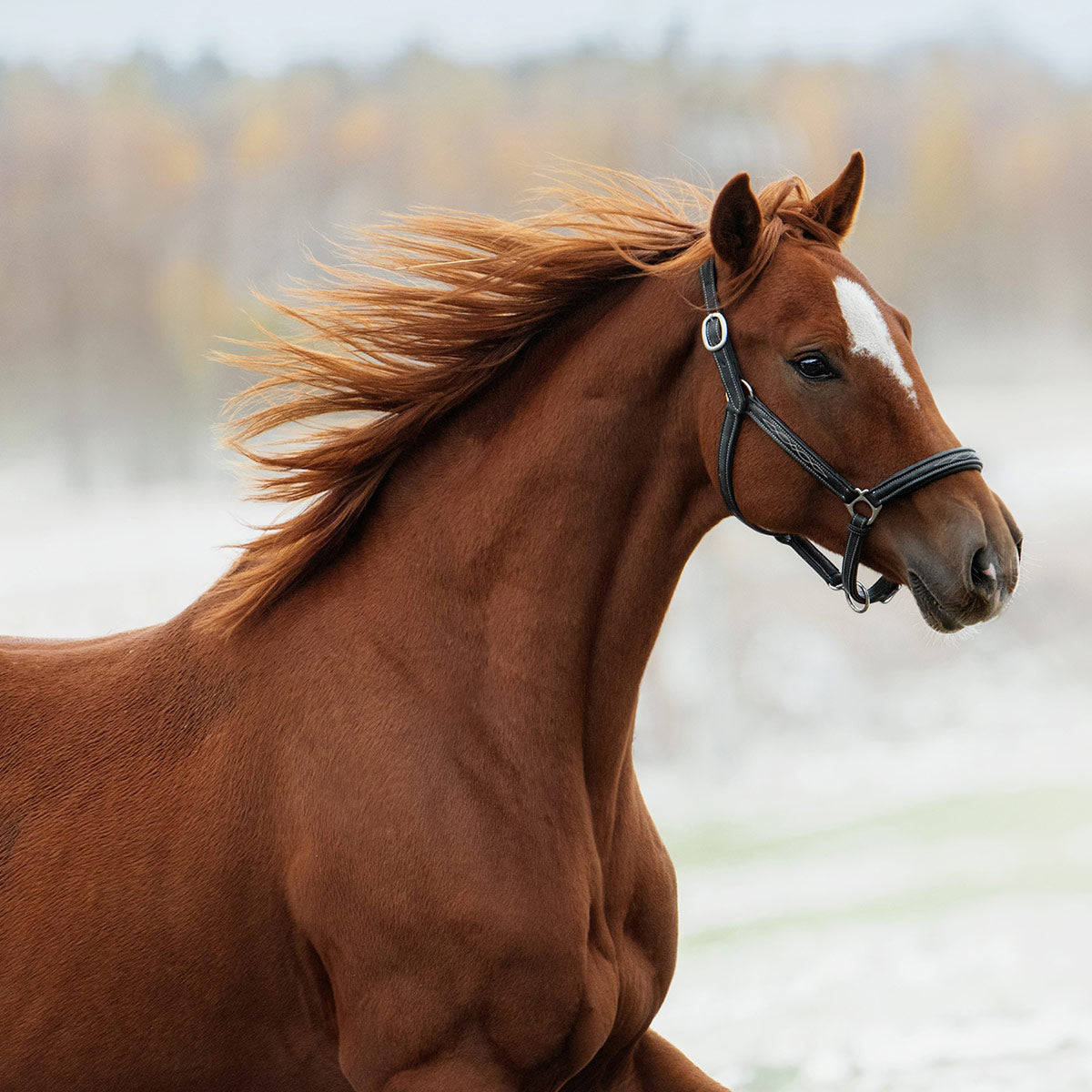 Pelo e Pelle Cavallo
