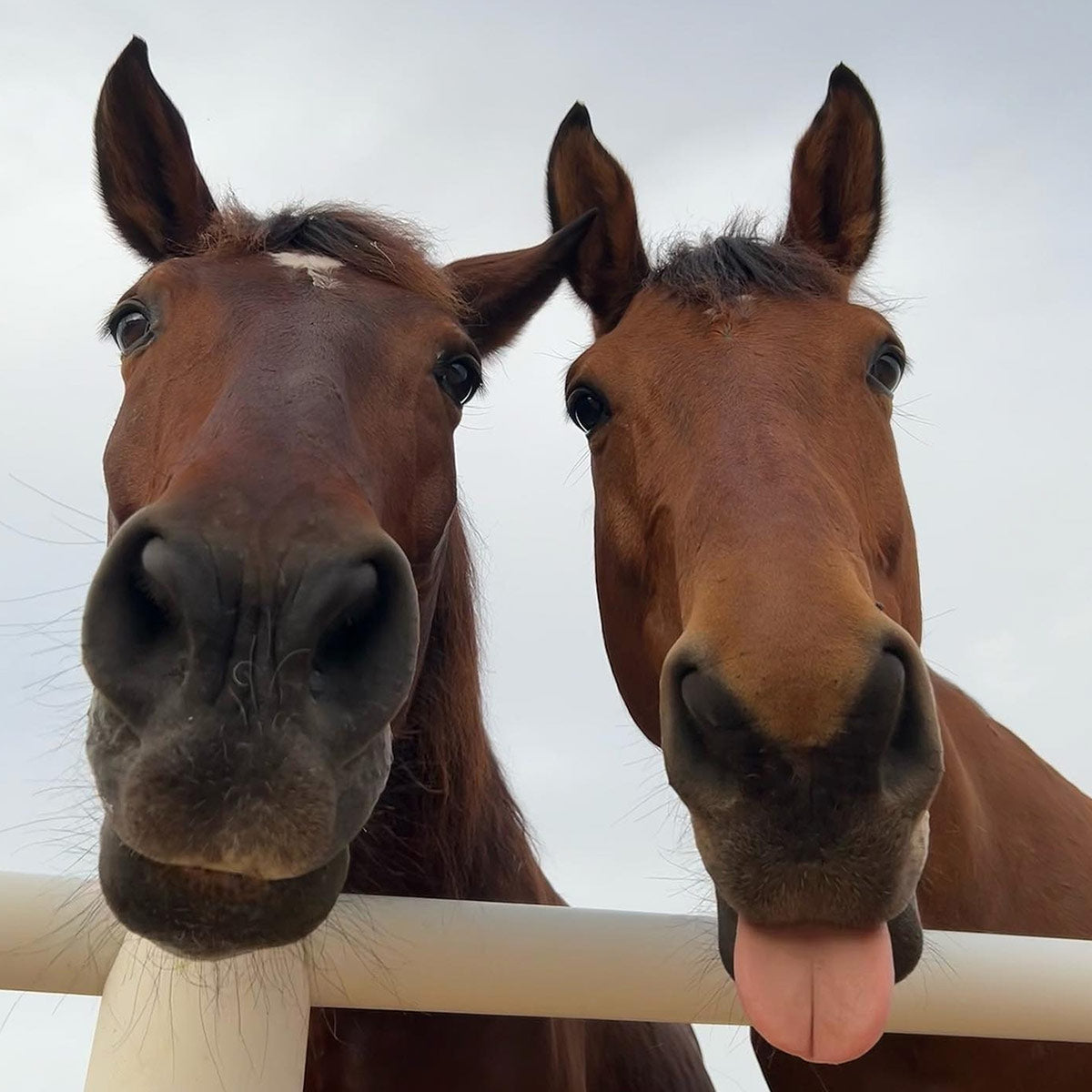 Stress, Ansia e Iperattività Cavallo