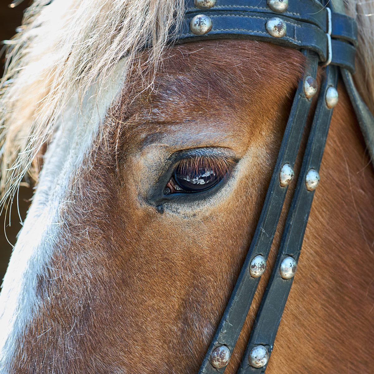 Occhi e Orecchie Cavallo