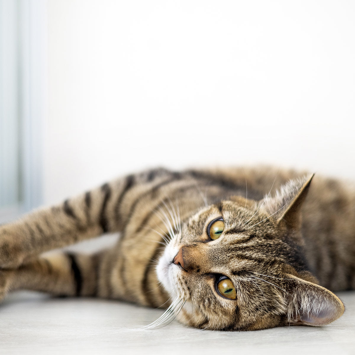 dolori articolari gatto