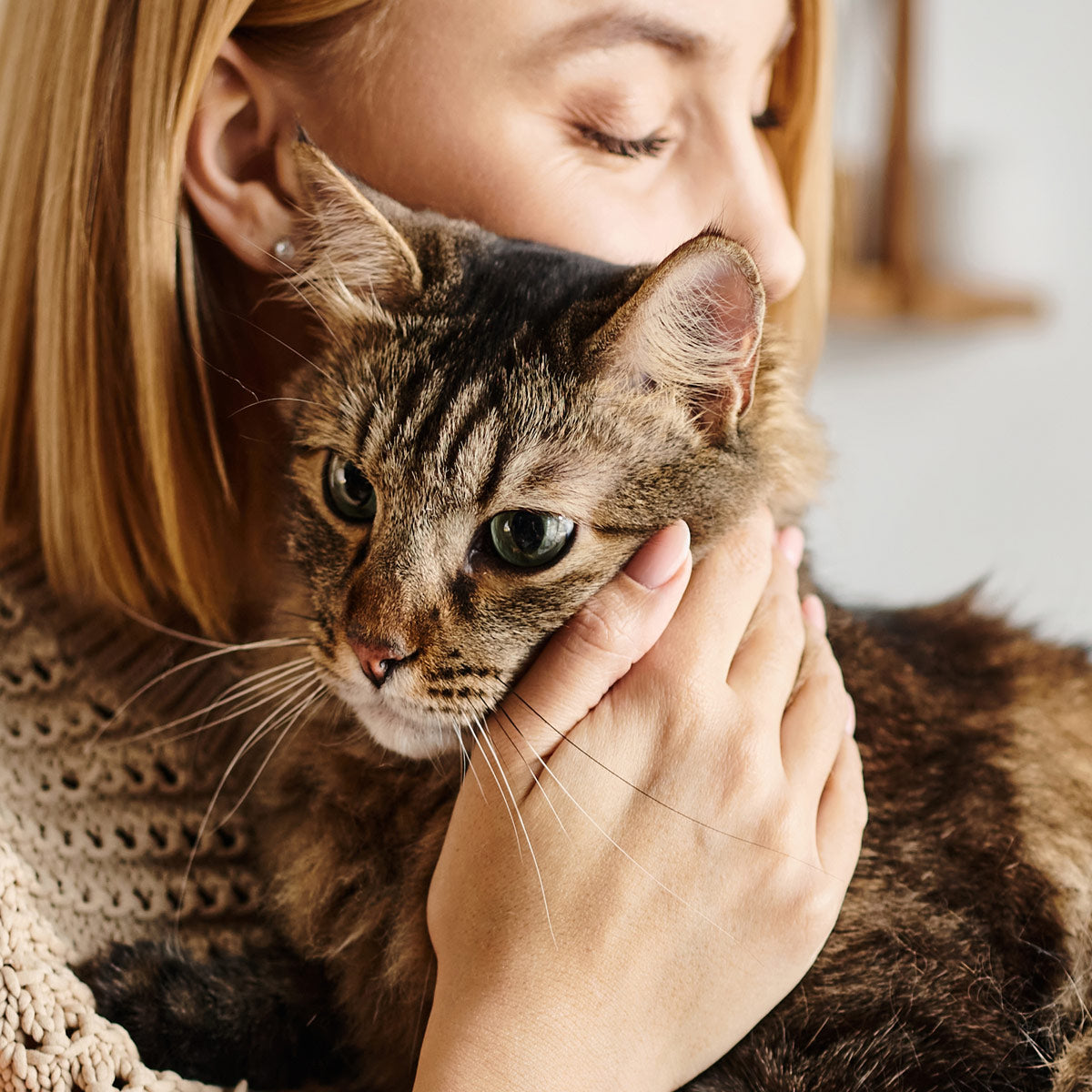 igiene quotidiana gatto