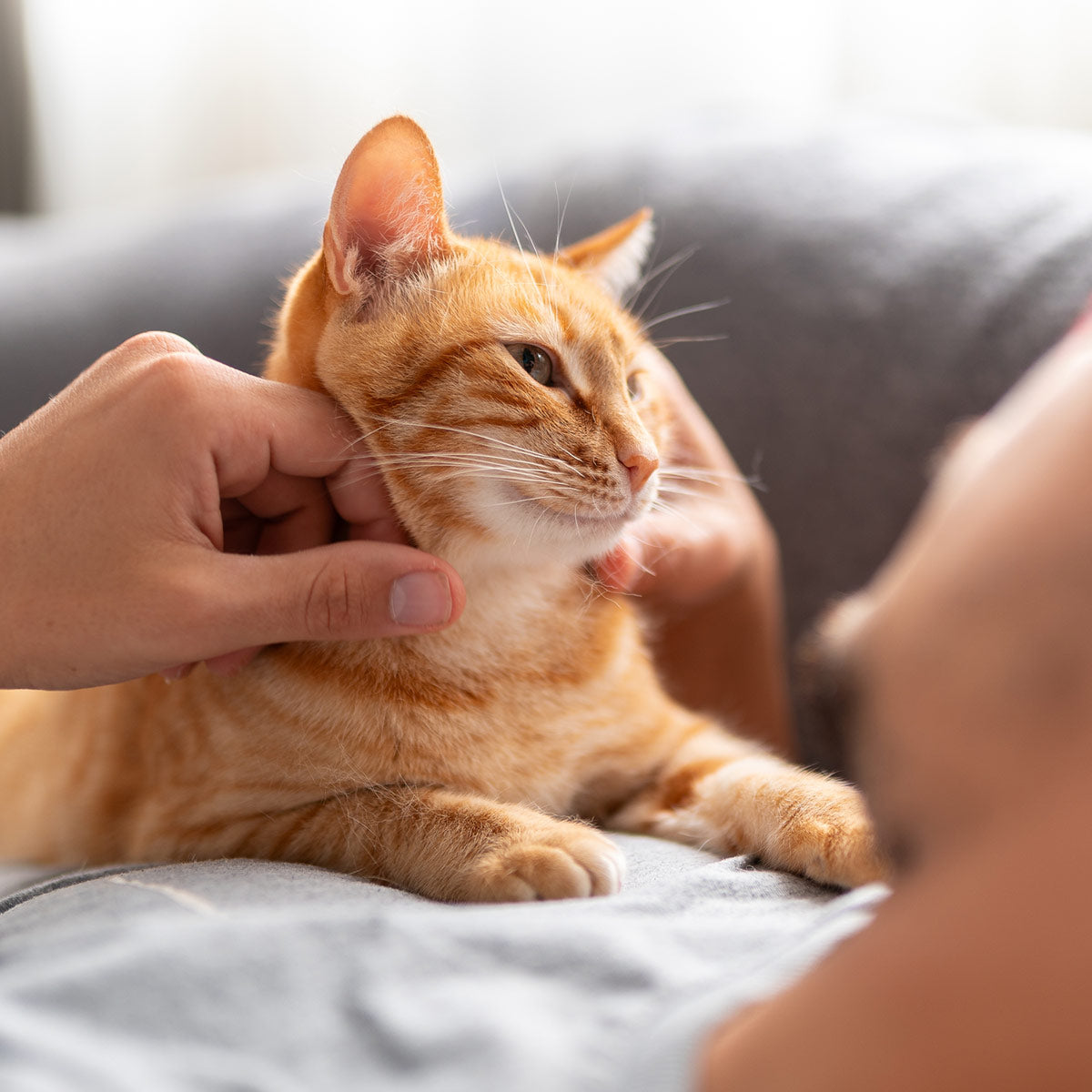 pelo e pelle gatto