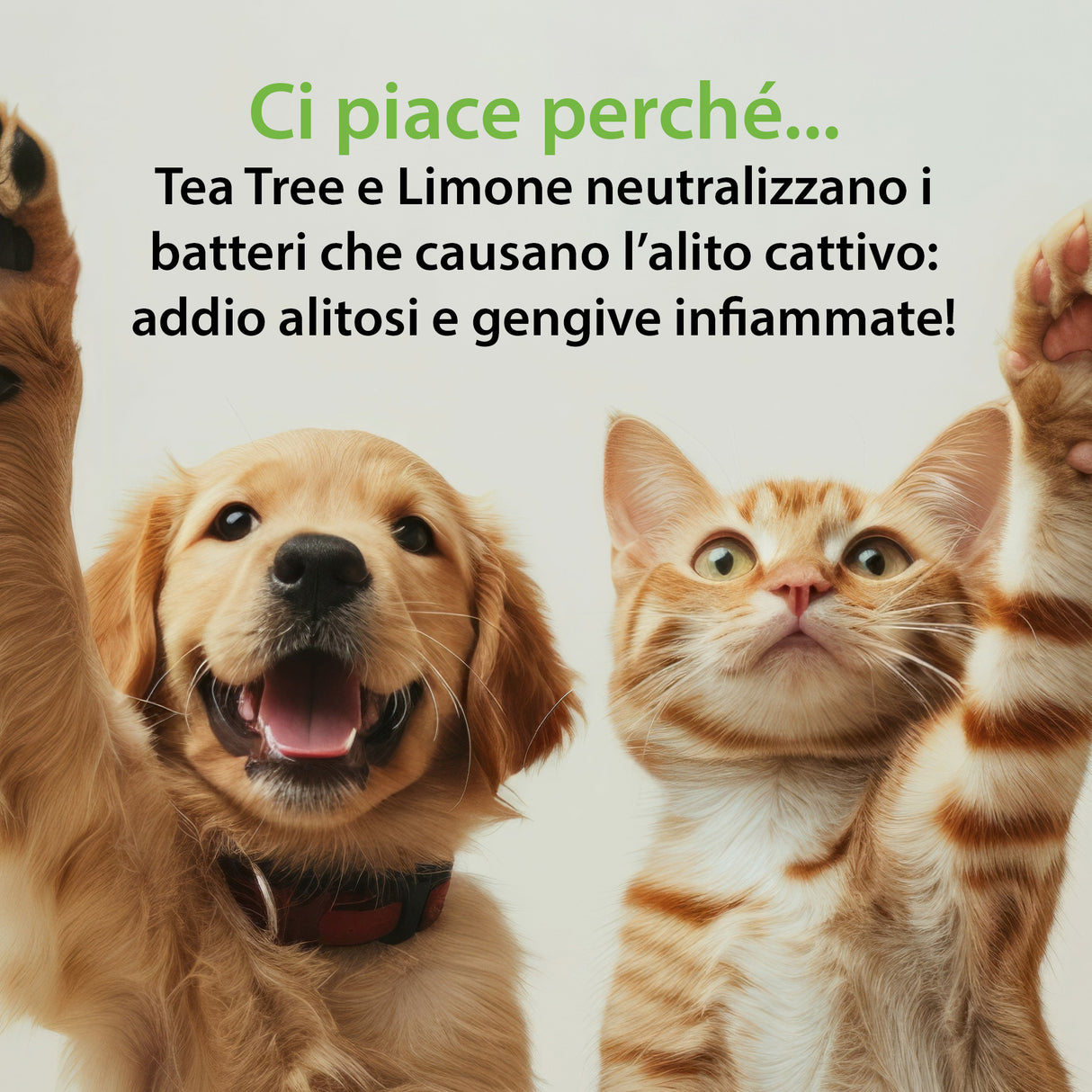 HYGIENORAL VET TEETH AND ORAL CAVITY