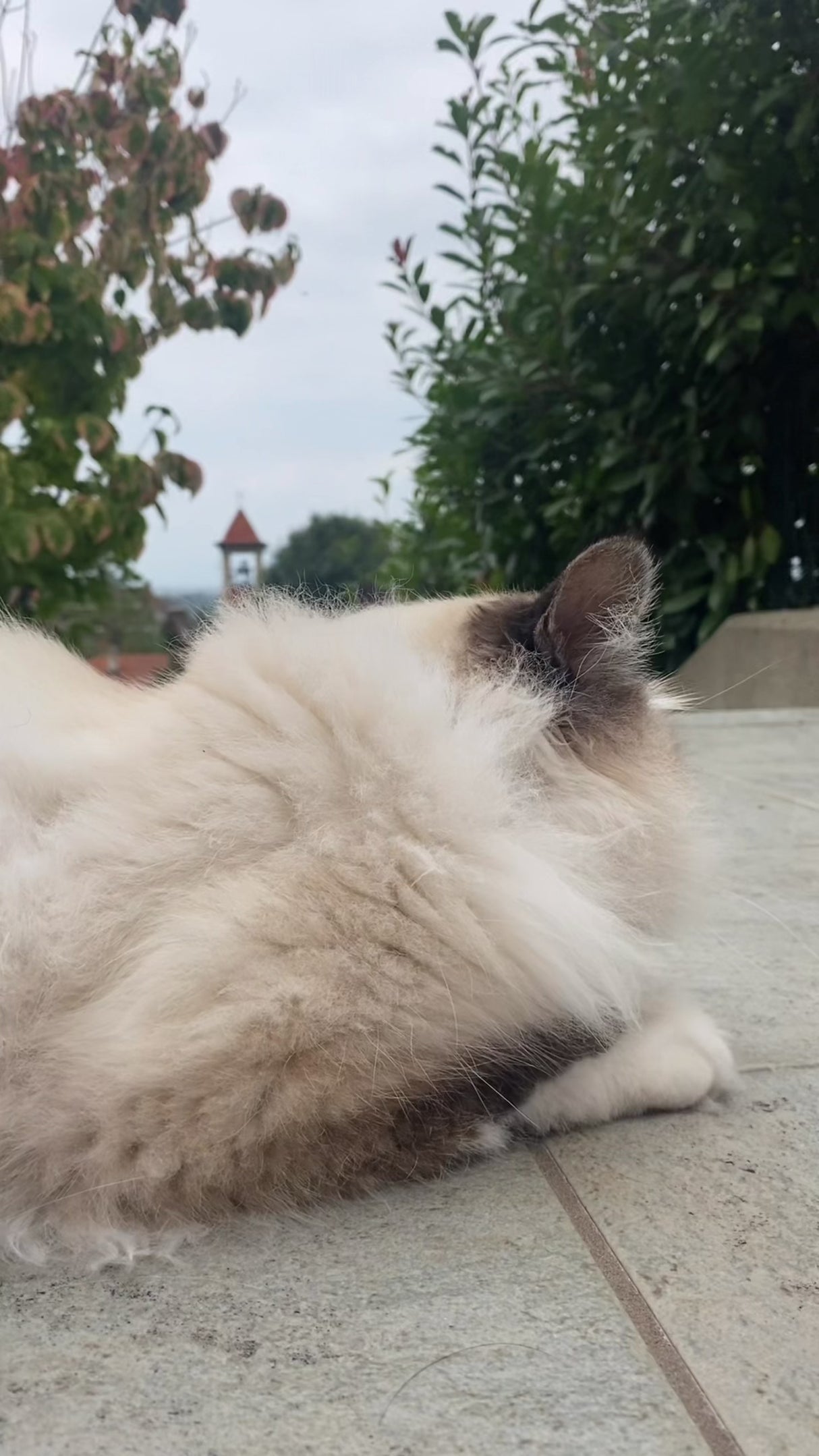 GATTO - ArgoLine BALANCE PACK con microrganismi vivi